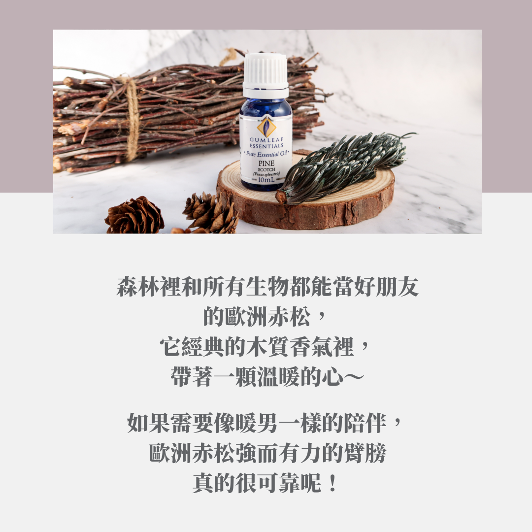 歐洲赤松精油～澳洲原裝進口