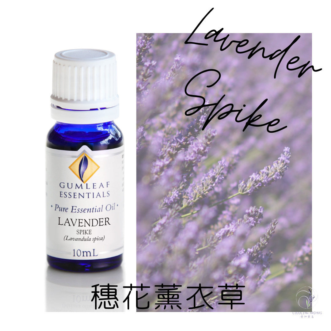 穗花薰衣草精油～澳洲原裝進口