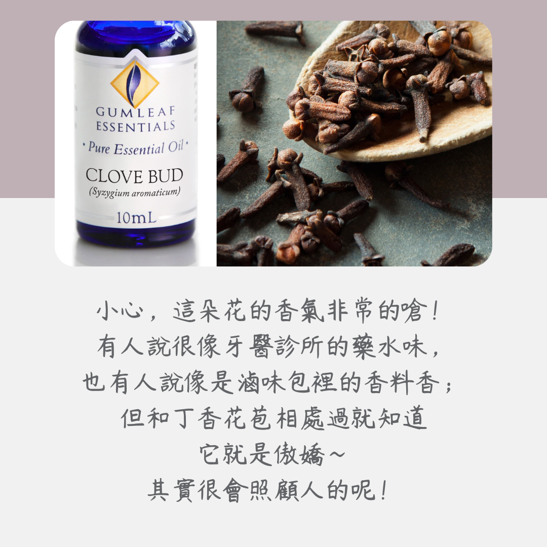 丁香花苞精油～澳洲原裝進口