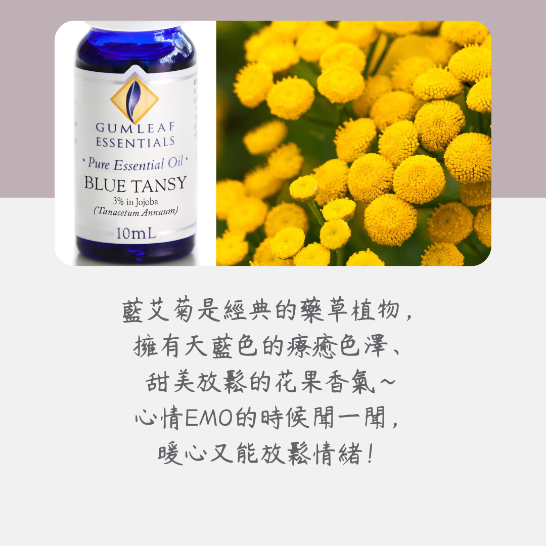 藍艾菊精油－3%～澳洲原裝進口