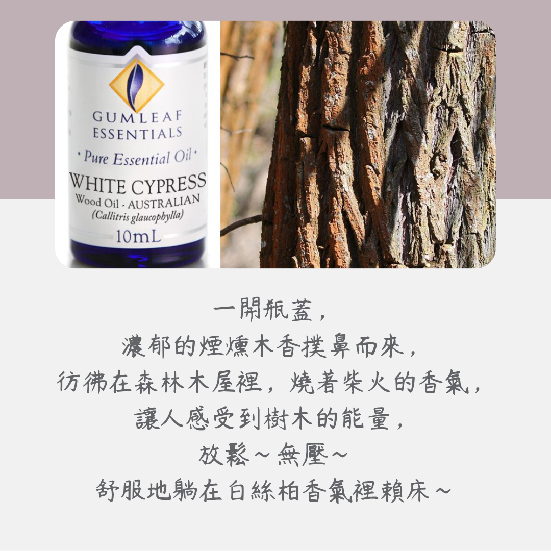 澳洲白絲柏精油~澳洲原裝進口