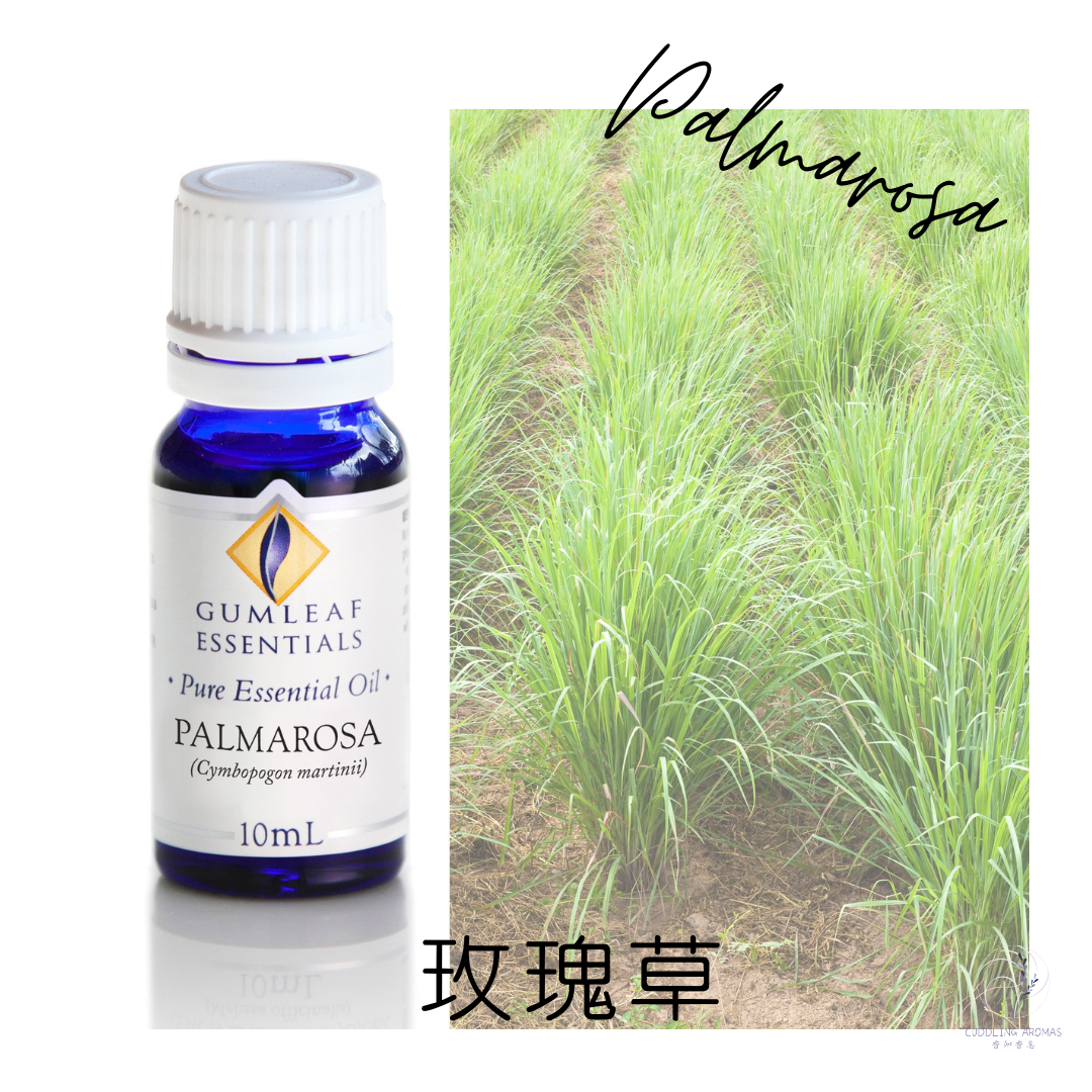 玫瑰草精油～澳洲原裝進口